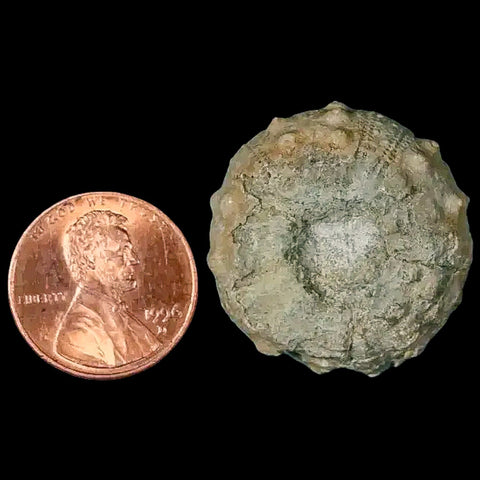 26MM Detailed Fossil Conopygus Sea Urchin Echinoid Cretaceous Morocco - Fossil Age Minerals