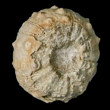 26MM Detailed Fossil Conopygus Sea Urchin Echinoid Cretaceous Morocco