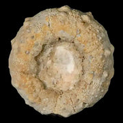 26MM Detailed Fossil Conopygus Sea Urchin Echinoid Cretaceous Morocco