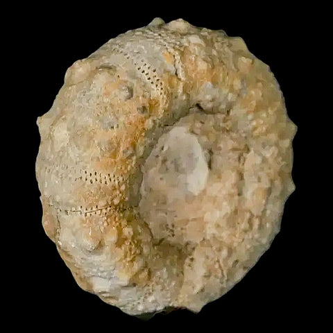 26MM Detailed Fossil Conopygus Sea Urchin Echinoid Cretaceous Morocco - Fossil Age Minerals