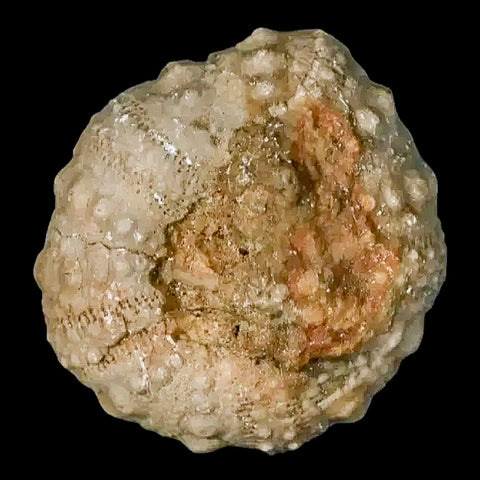 26MM Detailed Fossil Conopygus Sea Urchin Echinoid Cretaceous Morocco - Fossil Age Minerals