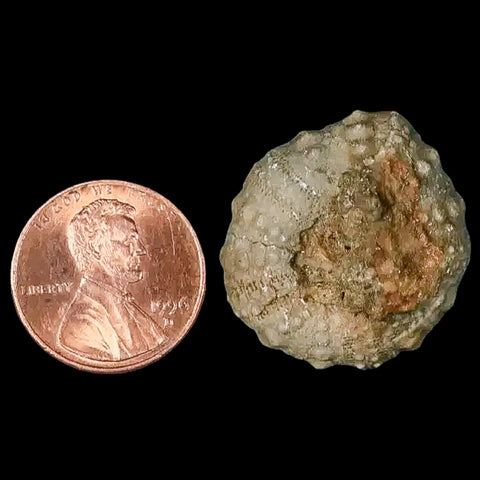 26MM Detailed Fossil Conopygus Sea Urchin Echinoid Cretaceous Morocco - Fossil Age Minerals