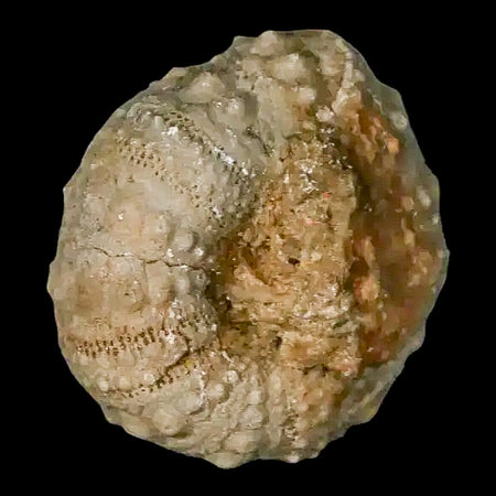 26MM Detailed Fossil Conopygus Sea Urchin Echinoid Cretaceous Morocco