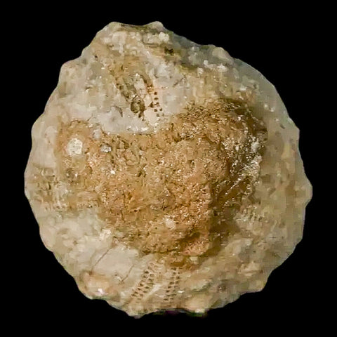 26MM Detailed Fossil Conopygus Sea Urchin Echinoid Cretaceous Morocco - Fossil Age Minerals