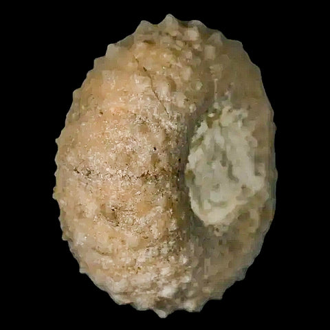 35MM Detailed Fossil Conopygus Sea Urchin Echinoid Cretaceous Morocco - Fossil Age Minerals