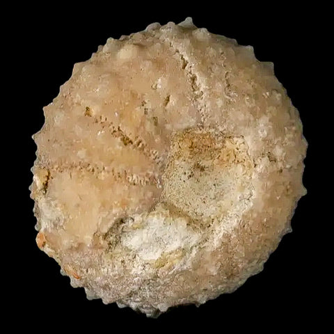 35MM Detailed Fossil Conopygus Sea Urchin Echinoid Cretaceous Morocco - Fossil Age Minerals