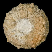 33MM Detailed Fossil Conopygus Sea Urchin Echinoid Cretaceous Morocco