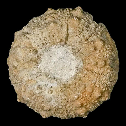 33MM Detailed Fossil Conopygus Sea Urchin Echinoid Cretaceous Morocco - Fossil Age Minerals