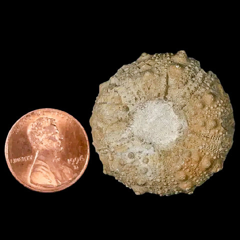 33MM Detailed Fossil Conopygus Sea Urchin Echinoid Cretaceous Morocco - Fossil Age Minerals