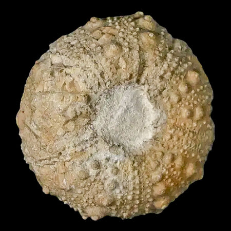 33MM Detailed Fossil Conopygus Sea Urchin Echinoid Cretaceous Morocco