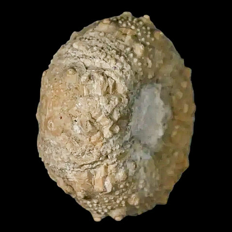 33MM Detailed Fossil Conopygus Sea Urchin Echinoid Cretaceous Morocco - Fossil Age Minerals