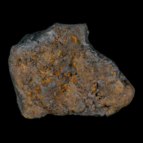 2.7" Hematite Botryoidal Kidney Ore Rock Mineral Specimen Irhoud Mine, Morocco - Fossil Age Minerals