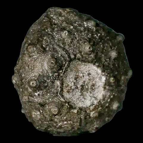 33MM Detailed Fossil Conopygus Sea Urchin Echinoid Cretaceous Morocco - Fossil Age Minerals