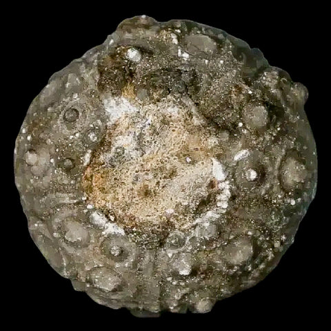 28MM Detailed Fossil Conopygus Sea Urchin Echinoid Cretaceous Morocco - Fossil Age Minerals