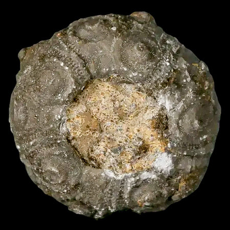 28MM Detailed Fossil Conopygus Sea Urchin Echinoid Cretaceous Morocco