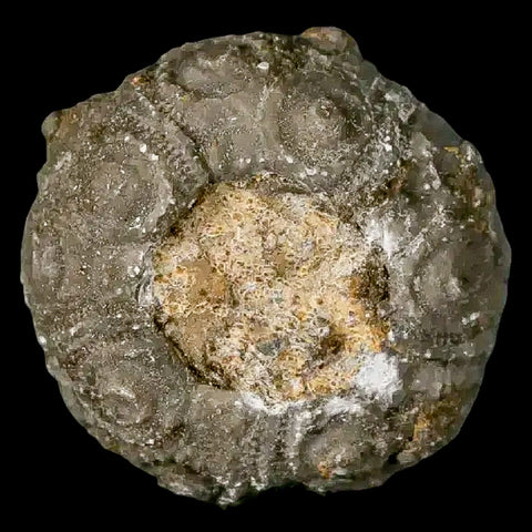 28MM Detailed Fossil Conopygus Sea Urchin Echinoid Cretaceous Morocco - Fossil Age Minerals