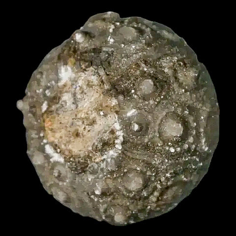 28MM Detailed Fossil Conopygus Sea Urchin Echinoid Cretaceous Morocco - Fossil Age Minerals