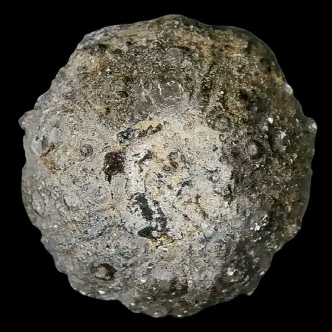 34MM Detailed Fossil Conopygus Sea Urchin Echinoid Cretaceous Morocco - Fossil Age Minerals