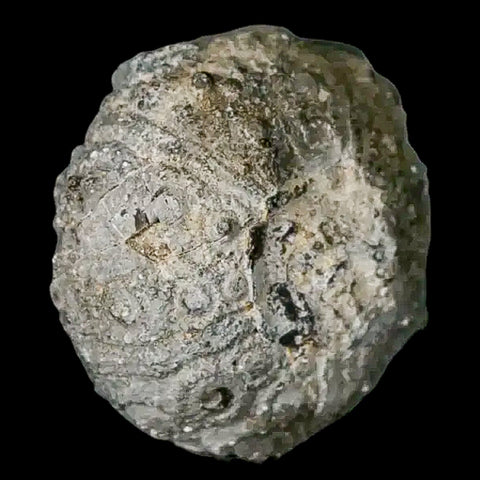 34MM Detailed Fossil Conopygus Sea Urchin Echinoid Cretaceous Morocco - Fossil Age Minerals