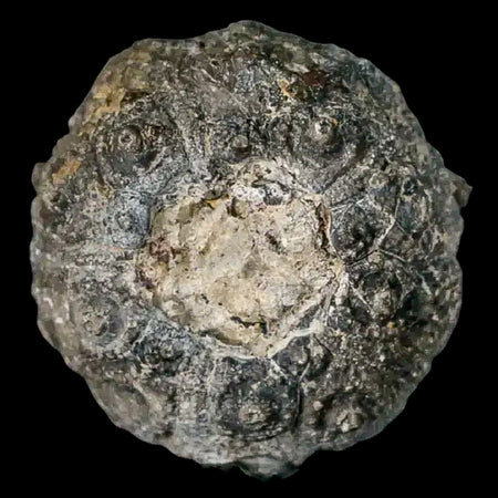 34MM Detailed Fossil Conopygus Sea Urchin Echinoid Cretaceous Morocco