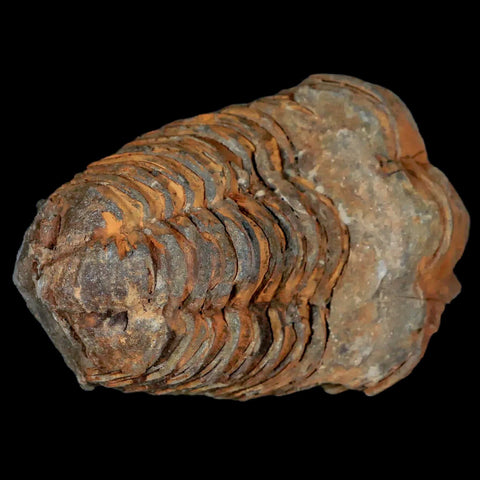 2.6" Flexicalymene Trilobite Fossil Ordovician Age Tazzarine Region Morocco COA - Fossil Age Minerals