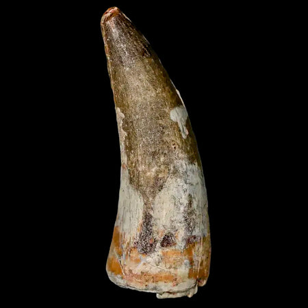 2" Suchomimus Fossil Tooth Cretaceous Spinosaurid Dinosaur Elraz FM Niger COA