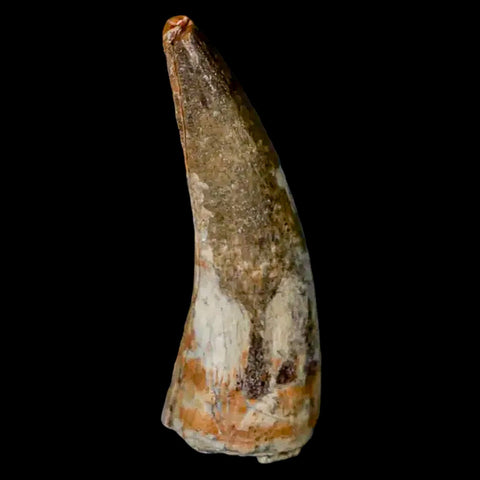 2" Suchomimus Fossil Tooth Cretaceous Spinosaurid Dinosaur Elraz FM Niger COA - Fossil Age Minerals