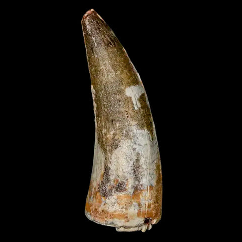 2" Suchomimus Fossil Tooth Cretaceous Spinosaurid Dinosaur Elraz FM Niger COA - Fossil Age Minerals