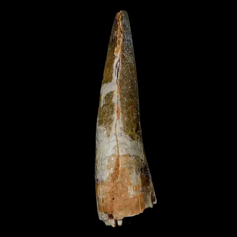 2" Suchomimus Fossil Tooth Cretaceous Spinosaurid Dinosaur Elraz FM Niger COA - Fossil Age Minerals