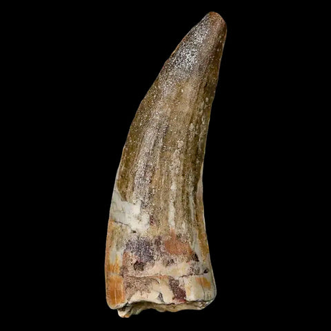 2" Suchomimus Fossil Tooth Cretaceous Spinosaurid Dinosaur Elraz FM Niger COA - Fossil Age Minerals