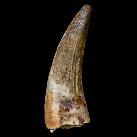 2" Suchomimus Fossil Tooth Cretaceous Spinosaurid Dinosaur Elraz FM Niger COA - Fossil Age Minerals