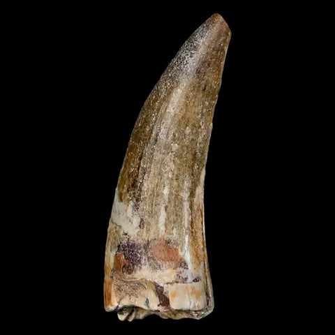 2" Suchomimus Fossil Tooth Cretaceous Spinosaurid Dinosaur Elraz FM Niger COA - Fossil Age Minerals