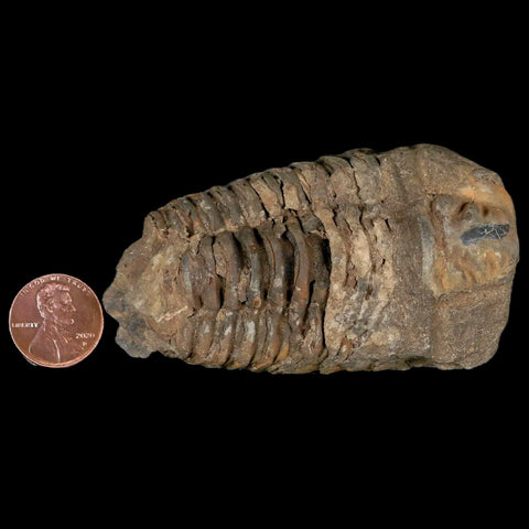 3.2" Flexicalymene Trilobite Fossil Ordovician Age Tazzarine Region Morocco COA - Fossil Age Minerals