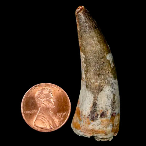 2" Suchomimus Fossil Tooth Cretaceous Spinosaurid Dinosaur Elraz FM Niger COA - Fossil Age Minerals