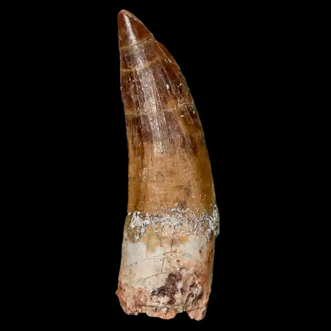 1.9" Suchomimus Fossil Tooth Cretaceous Spinosaurid Dinosaur Elraz FM Niger COA - Fossil Age Minerals