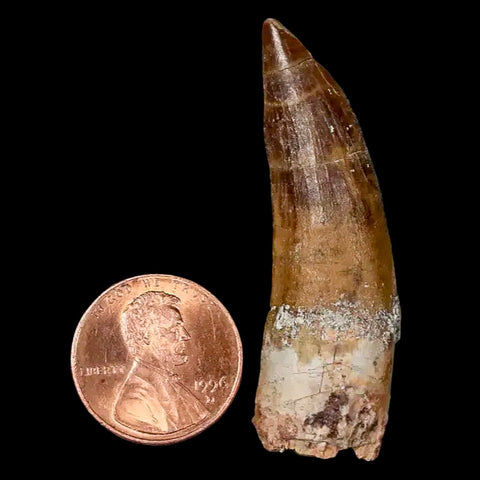 1.9" Suchomimus Fossil Tooth Cretaceous Spinosaurid Dinosaur Elraz FM Niger COA - Fossil Age Minerals