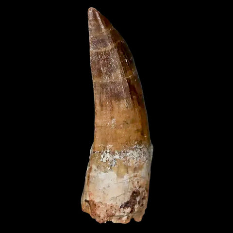 1.9" Suchomimus Fossil Tooth Cretaceous Spinosaurid Dinosaur Elraz FM Niger COA - Fossil Age Minerals