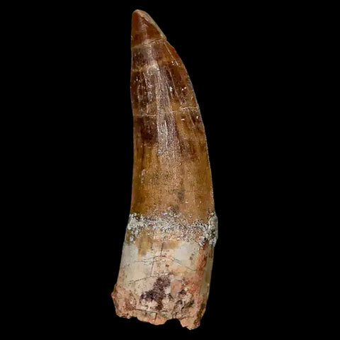 1.9" Suchomimus Fossil Tooth Cretaceous Spinosaurid Dinosaur Elraz FM Niger COA - Fossil Age Minerals