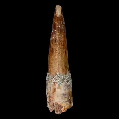 1.9" Suchomimus Fossil Tooth Cretaceous Spinosaurid Dinosaur Elraz FM Niger COA - Fossil Age Minerals