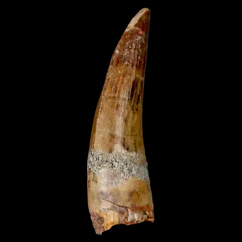 1.9" Suchomimus Fossil Tooth Cretaceous Spinosaurid Dinosaur Elraz FM Niger COA - Fossil Age Minerals