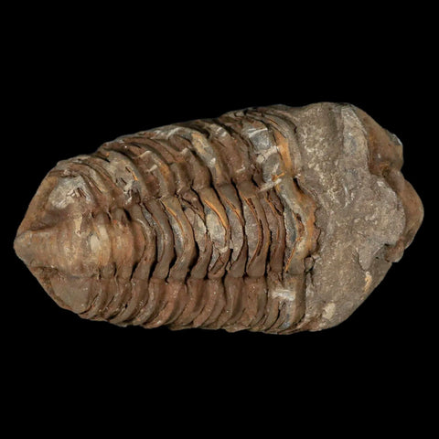 3.7" Flexicalymene Trilobite Fossil Ordovician Age Tazzarine Region Morocco COA - Fossil Age Minerals