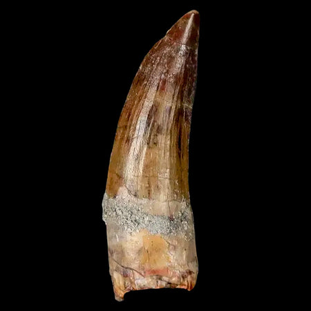 1.9" Suchomimus Fossil Tooth Cretaceous Spinosaurid Dinosaur Elraz FM Niger COA