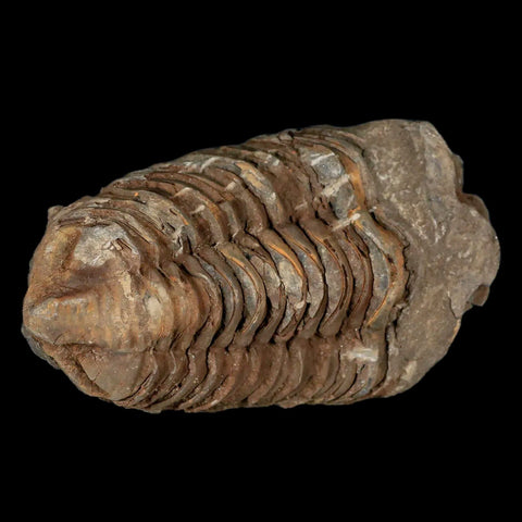 3.7" Flexicalymene Trilobite Fossil Ordovician Age Tazzarine Region Morocco COA - Fossil Age Minerals