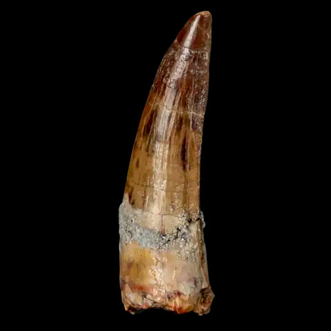 1.9" Suchomimus Fossil Tooth Cretaceous Spinosaurid Dinosaur Elraz FM Niger COA - Fossil Age Minerals