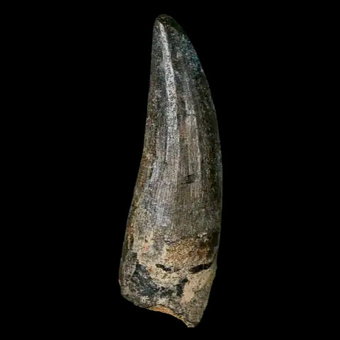 2" Suchomimus Fossil Tooth Cretaceous Spinosaurid Dinosaur Elraz FM Niger COA - Fossil Age Minerals