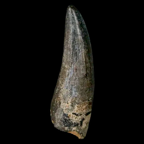 2" Suchomimus Fossil Tooth Cretaceous Spinosaurid Dinosaur Elraz FM Niger COA - Fossil Age Minerals