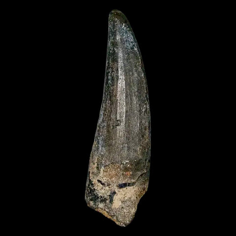 2" Suchomimus Fossil Tooth Cretaceous Spinosaurid Dinosaur Elraz FM Niger COA - Fossil Age Minerals