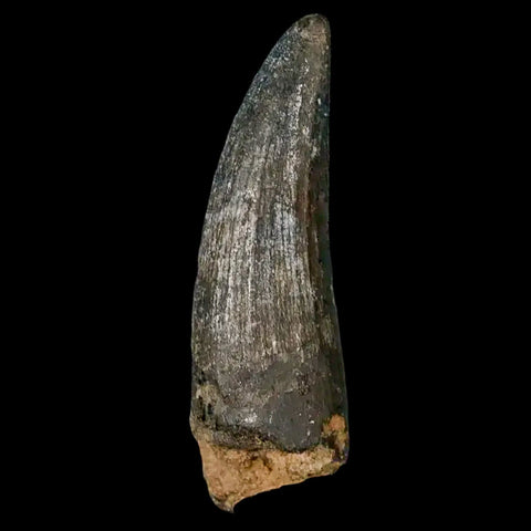 2" Suchomimus Fossil Tooth Cretaceous Spinosaurid Dinosaur Elraz FM Niger COA - Fossil Age Minerals