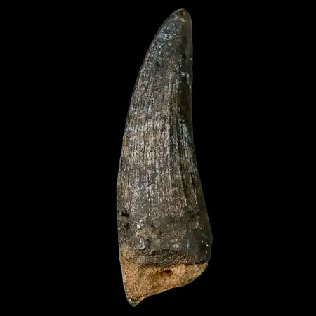 2" Suchomimus Fossil Tooth Cretaceous Spinosaurid Dinosaur Elraz FM Niger COA