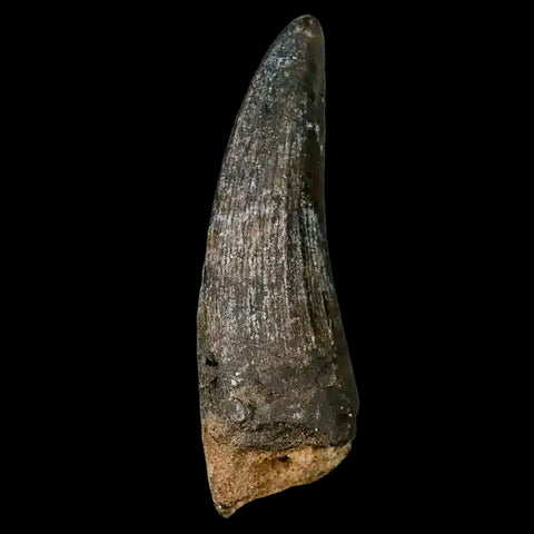 2" Suchomimus Fossil Tooth Cretaceous Spinosaurid Dinosaur Elraz FM Niger COA - Fossil Age Minerals